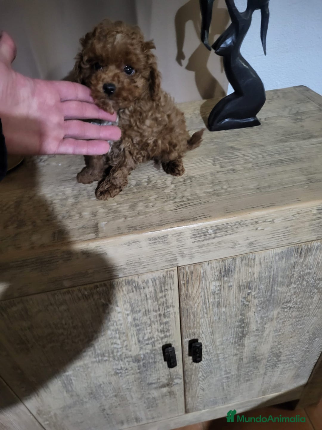 Caniche Toy perros en venta: Caniche toy rojo  - Anuncio 3