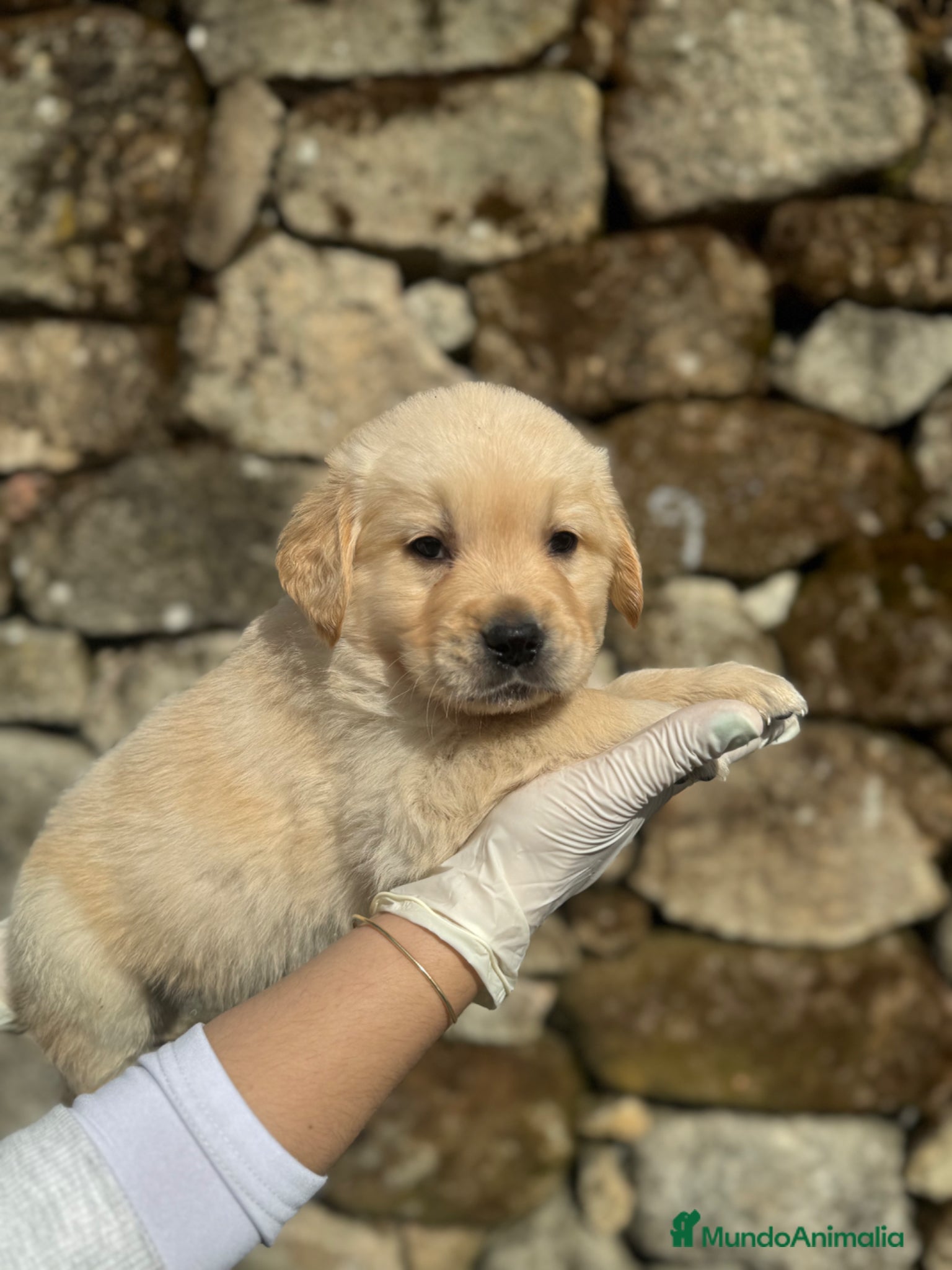 Golden Retriever perros Golden retriever  - Anuncio 3