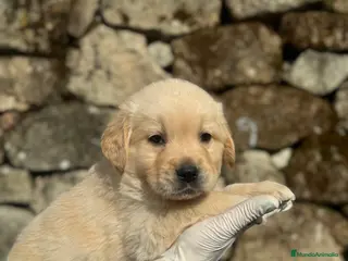 Golden Retriever perros Golden retriever - Anuncio 3