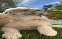 Border Collie perros en venta: BORDER COLLIE HEMBRA RED MERLE - Imagen 23