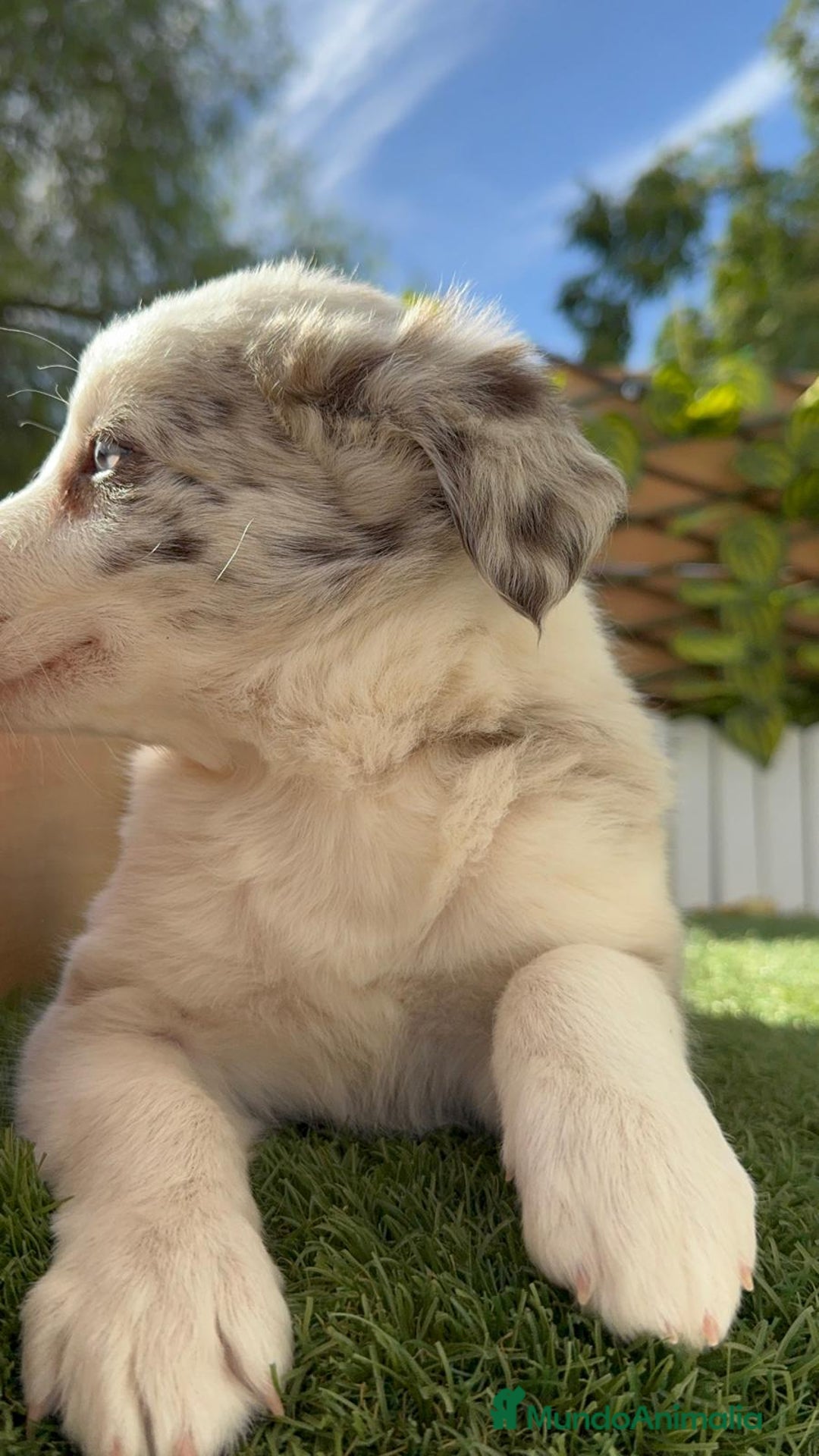Border Collie perros en venta: BORDER COLLIE HEMBRA RED MERLE - Imagen 23