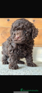 Caniche Enano perros VARIAS RAZAS en Barcelona - Anuncio 13