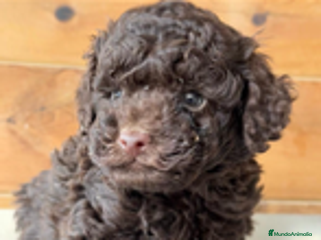 Caniche Enano perros en Barcelona - Anuncio 14