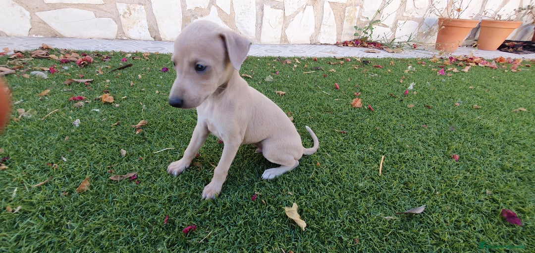 Pequeño Lebrel Italiano perros en venta: Galgo Piccolo Enano cachorro macho - Imagen 4