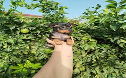 Pinscher Miniatura perros en venta: Mini Pincher toy  - Imagen 4