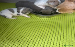 Chihuahua perros en venta: Chihuahua cabeza venado  - Imagen 4