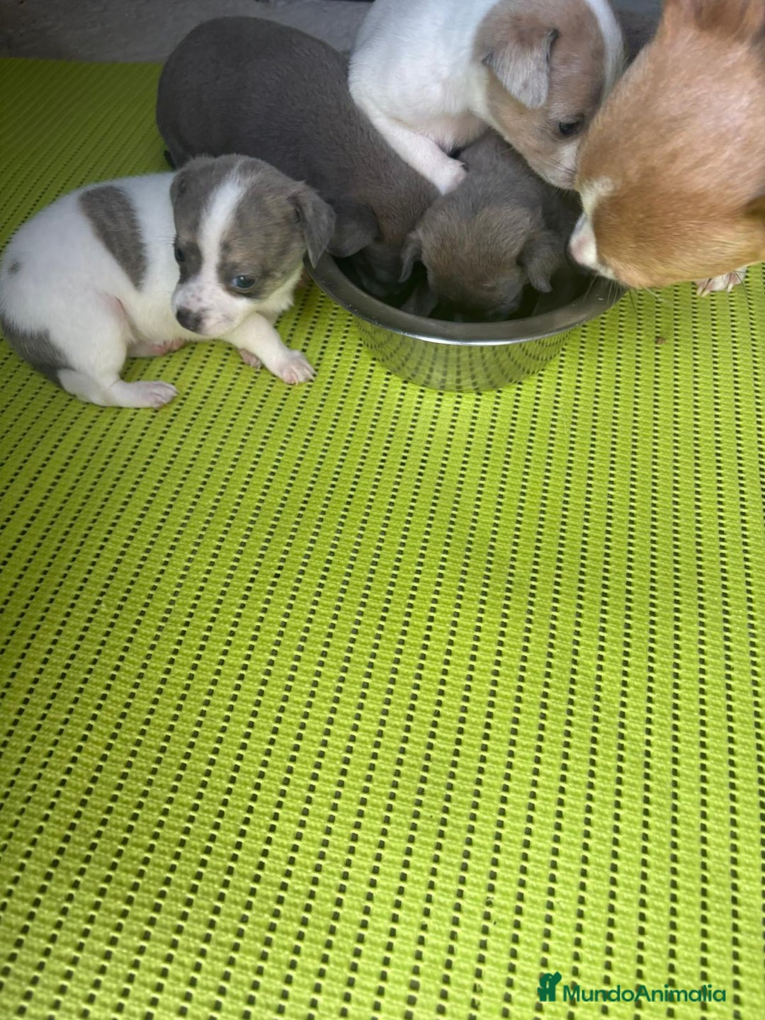 Chihuahua perros en venta: Chihuahua cabeza venado  - Imagen 4