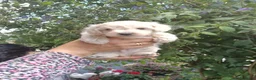 Maltipoo perros en venta: Machos y hembras de maltipoo nacionlu - Anuncio 6