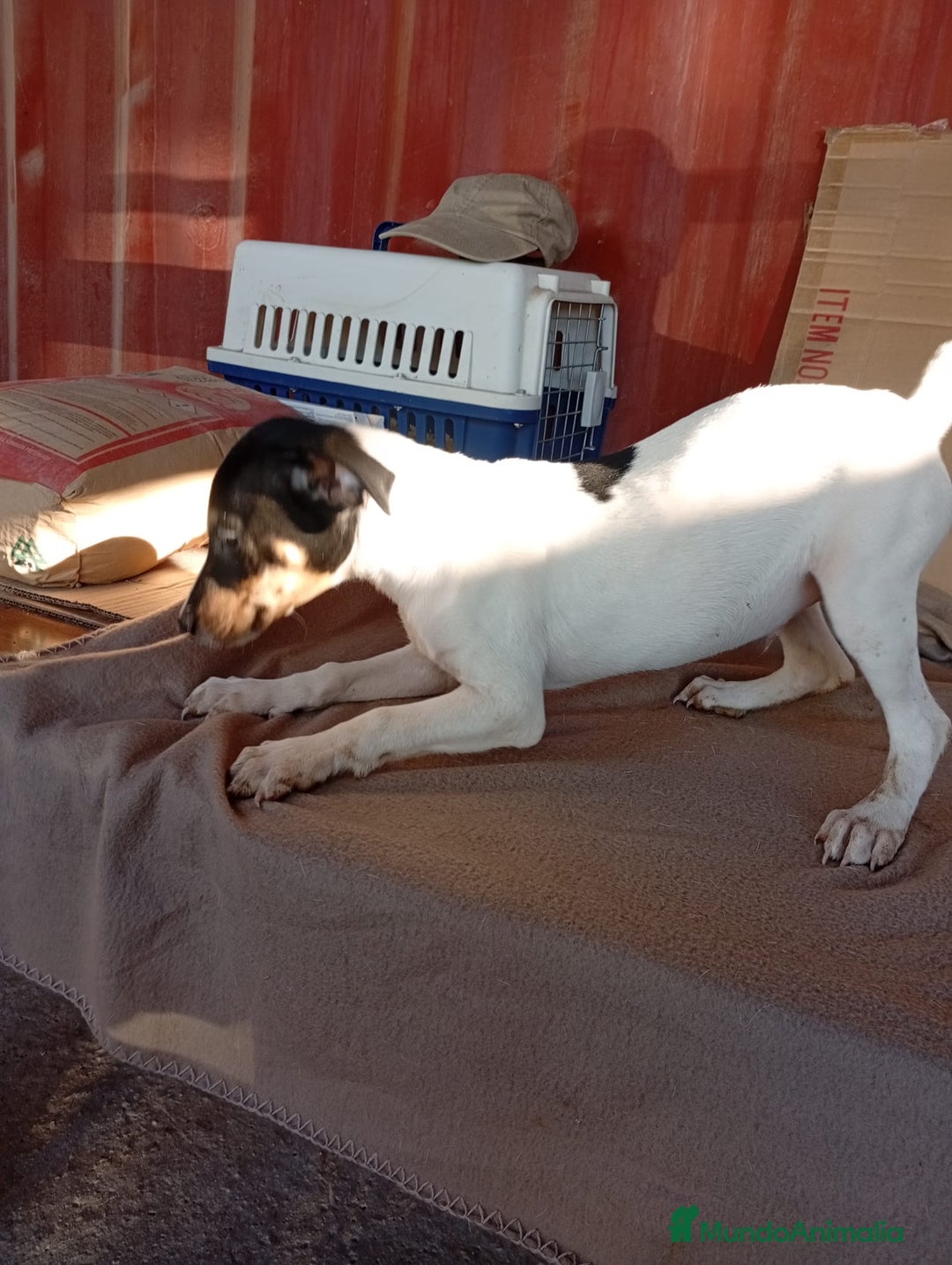 Ratonero Bodeguero Andaluz perros en venta: Bodeguero  - Imagen 3