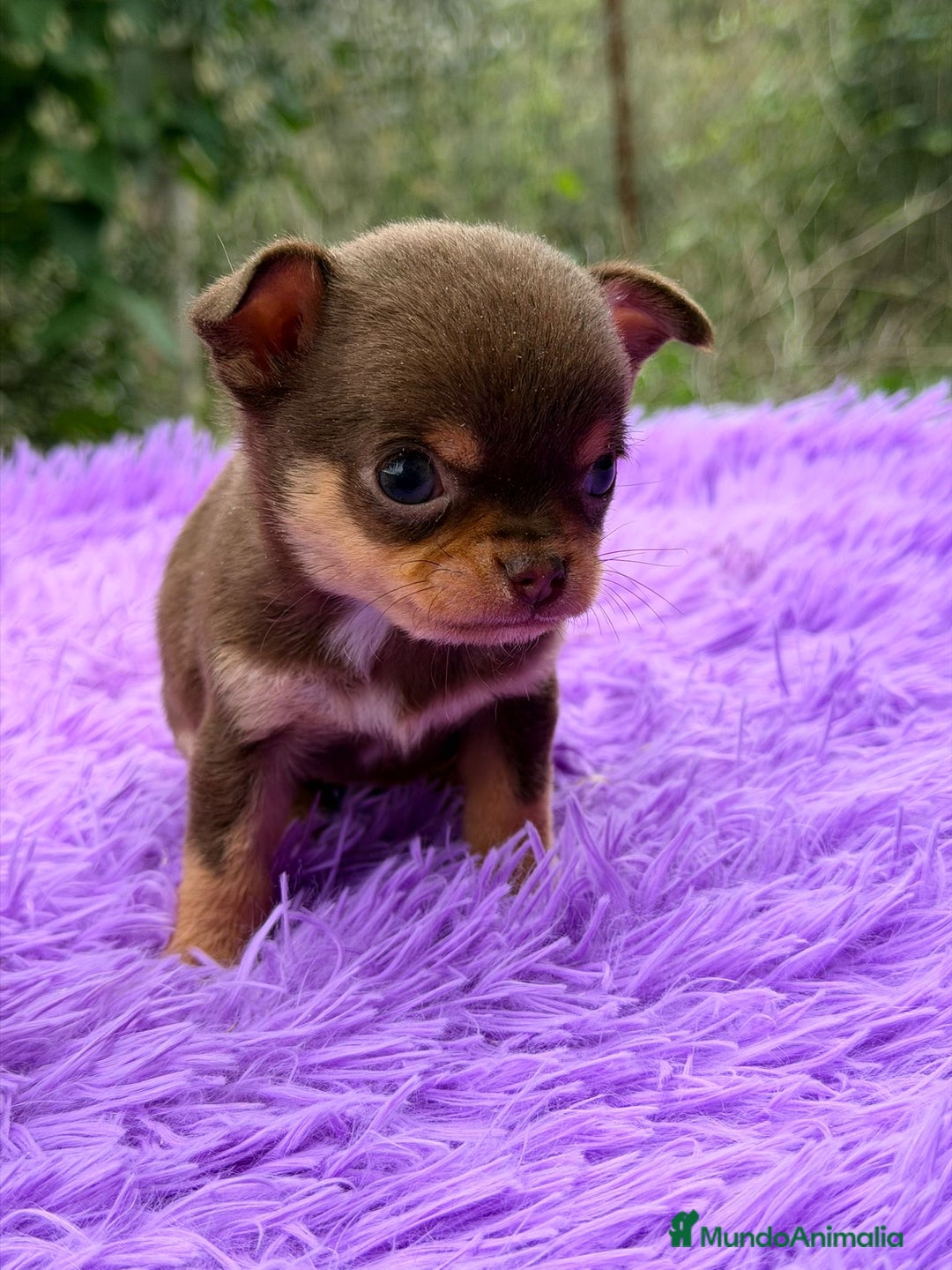 Chihuahua perros en venta: CHOHUAHUA MINI TOY HEMBRA - Anuncio 4