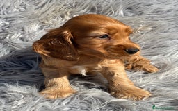 Cocker Spaniel Inglés perros en venta: Cocker dorado  - Imagen 3