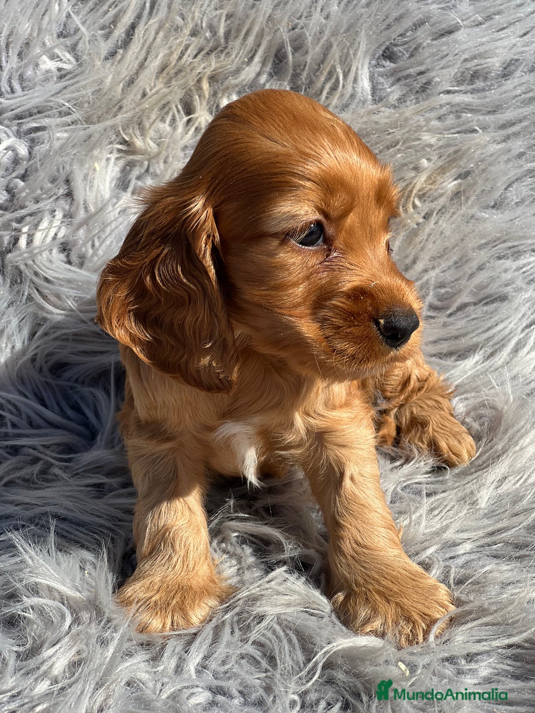Cocker Spaniel Inglés perros en venta: Cocker dorado  - Imagen 3