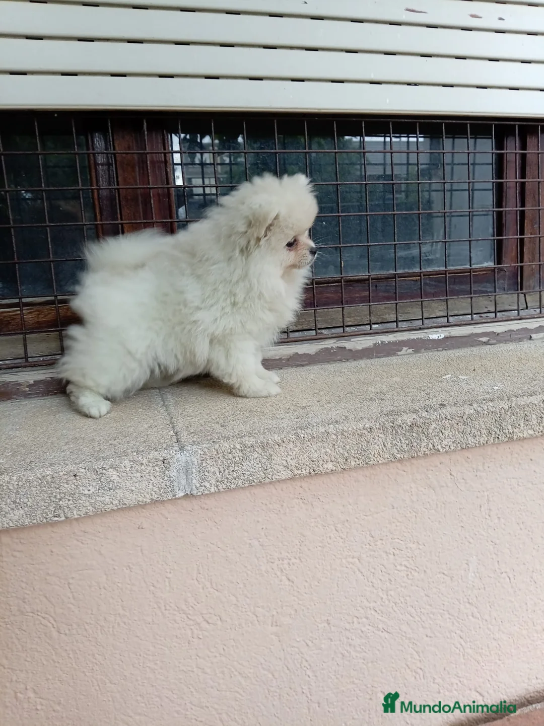 Pomerania perros en venta: Pomerania mini - Anuncio 4