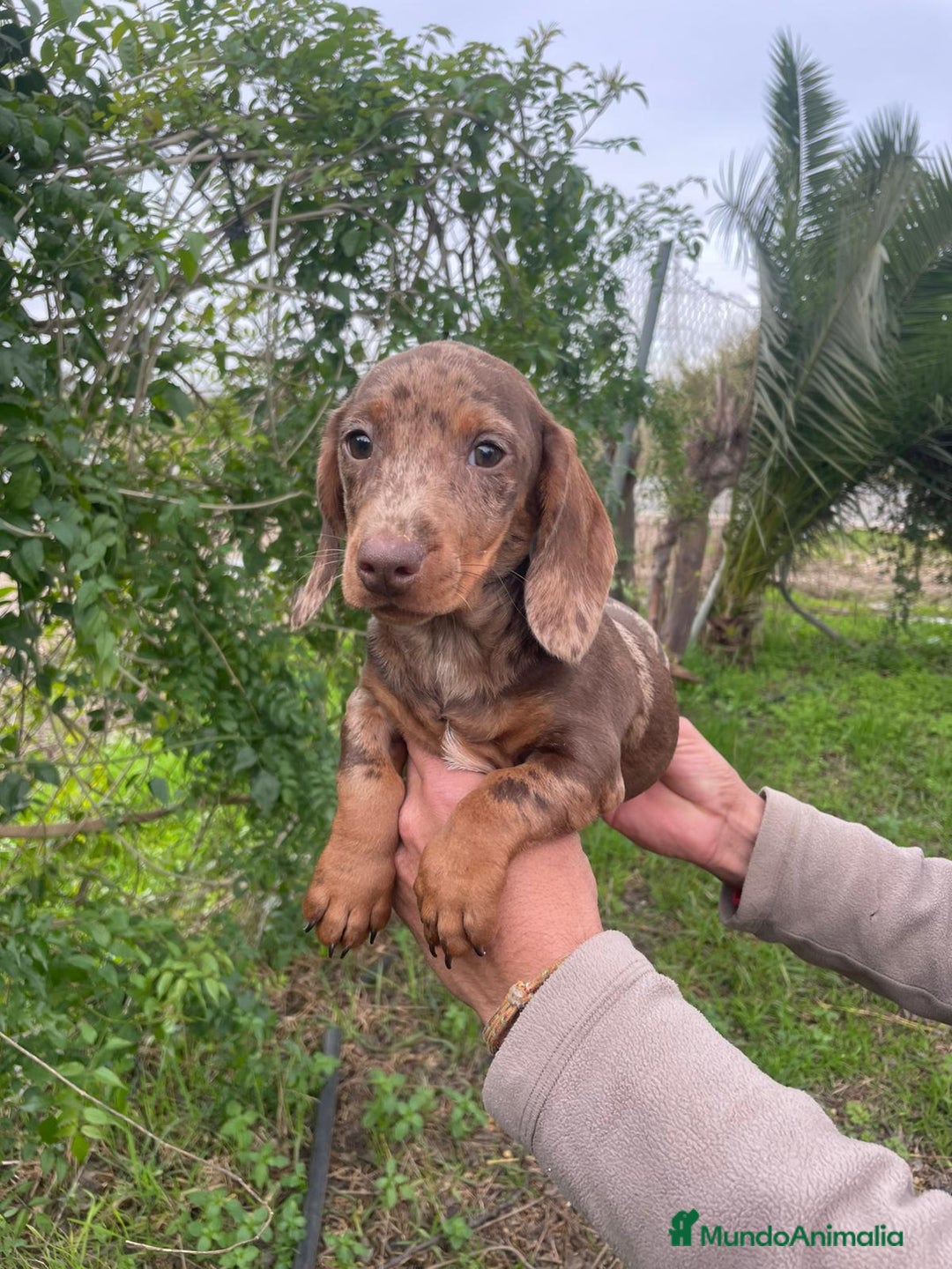 Teckel Miniatura perros en venta: TECKEL ARLEQUIN MACHO - Anuncio 3