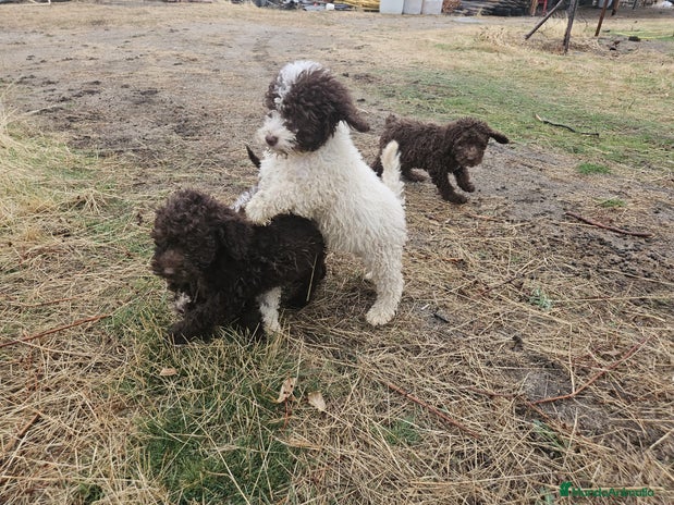 Perro de Agua Español perros - Anuncio 2