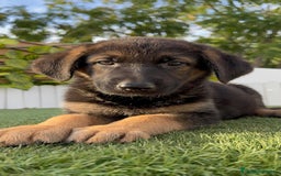 Pastor Alemán perros en venta: PASTOR ALEMAN HEMBRA - Imagen 18