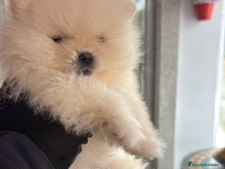 Pomerania perros lulú de pomerania - Anuncio 1