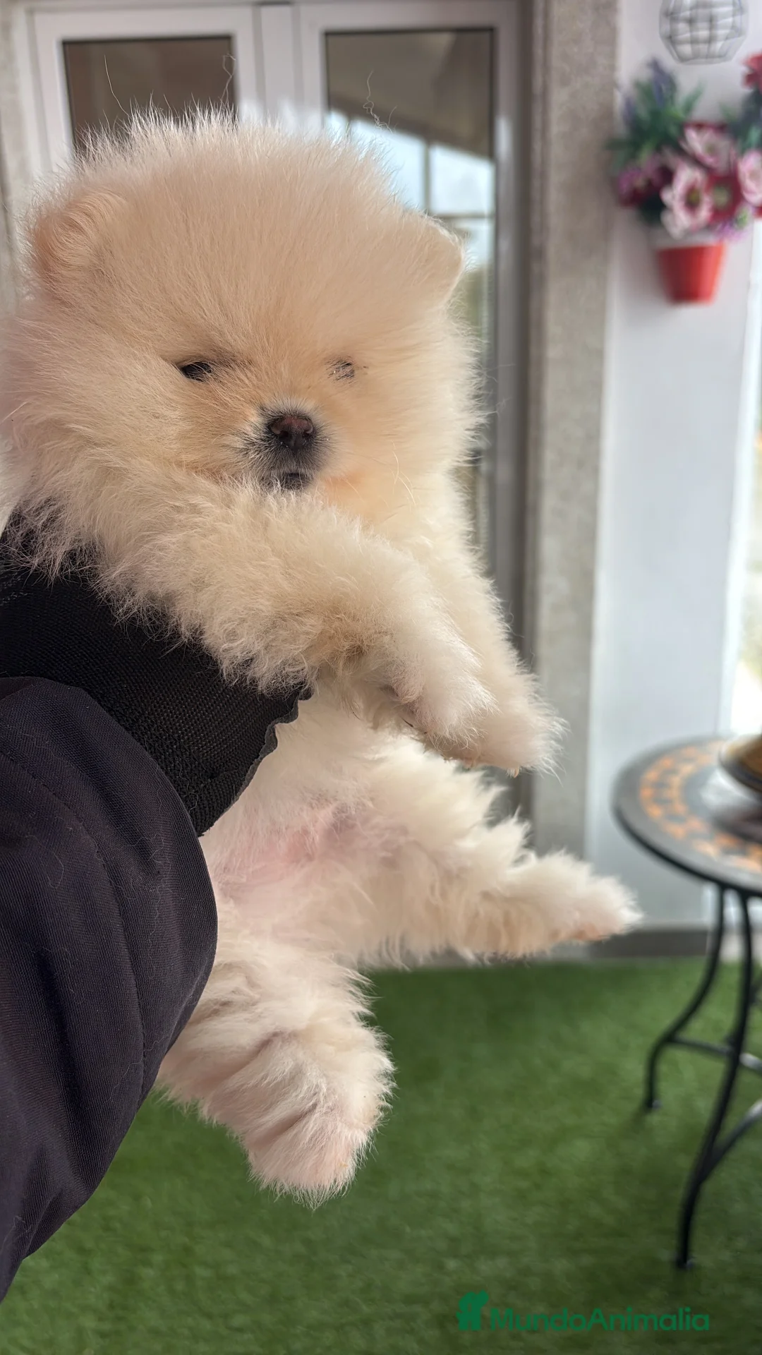 Pomerania perros en venta: lulú de pomerania  - Anuncio 1