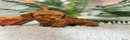 Caniche Toy perros en venta: CANICHE TOY  - Anuncio 4