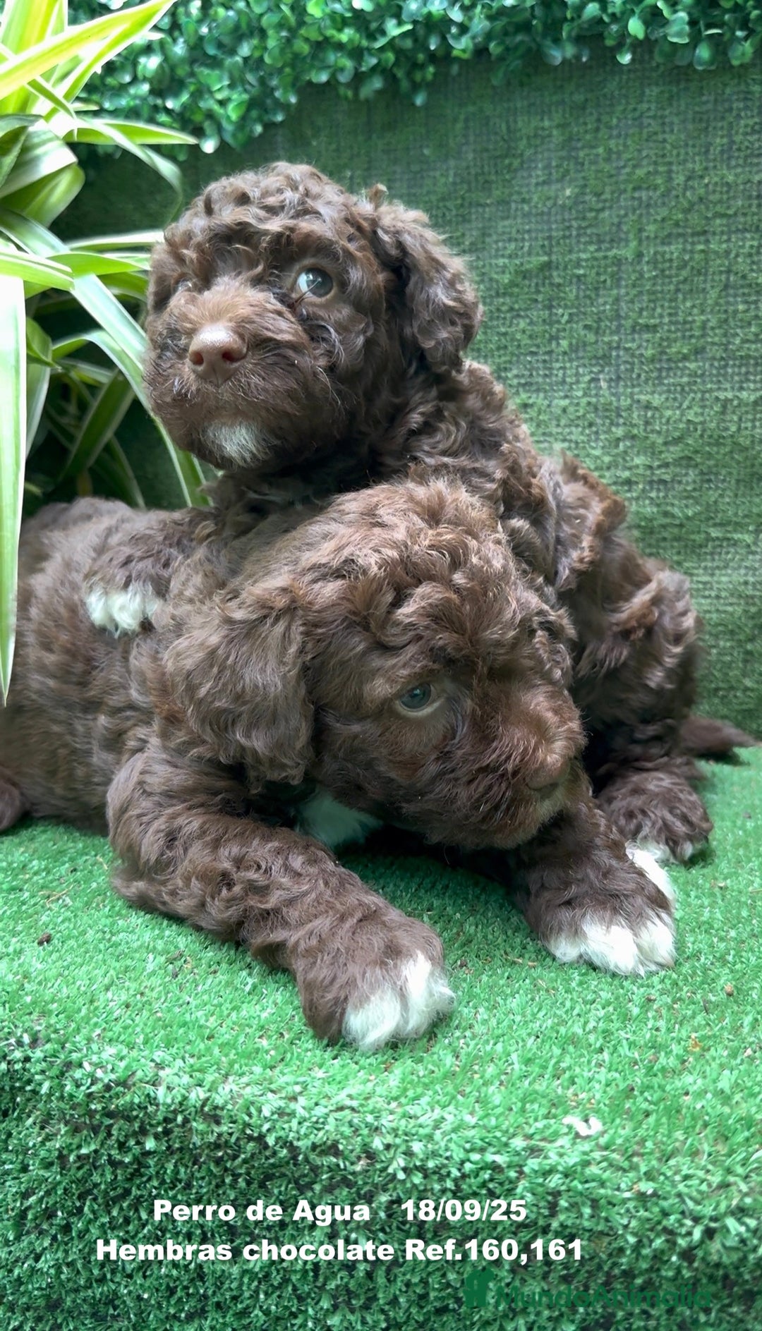 Perro de Agua Español perros en venta: Perro de Agua Español hembra - Anuncio 18