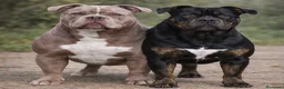 American Bully perros en venta: American Bully Pocket - Anuncio 9