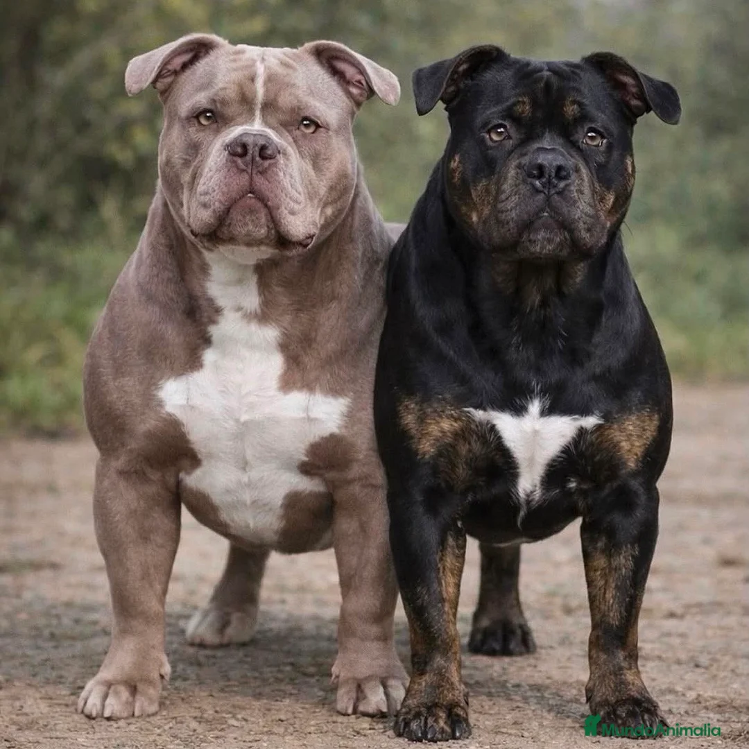 American Bully perros en venta: American Bully Pocket - Anuncio 9