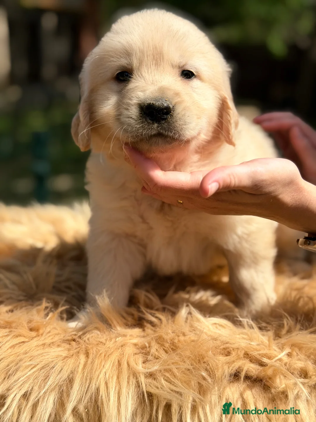 Golden Retriever perros en venta: Golden macho  - Anuncio 2