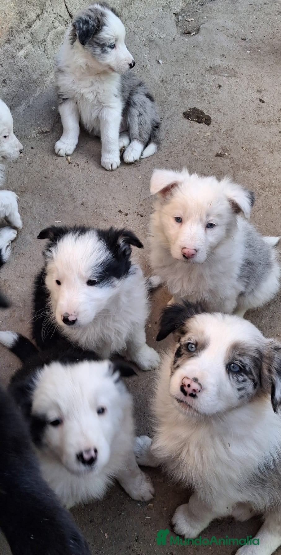 Border Collie perros Boder collie camada 1  - Anuncio 36