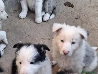Border Collie perros Boder collie camada 1 - Anuncio 36
