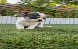Chihuahua perros en venta: CHIHUAHUA MACHO DISPONIBLE - Imagen 10
