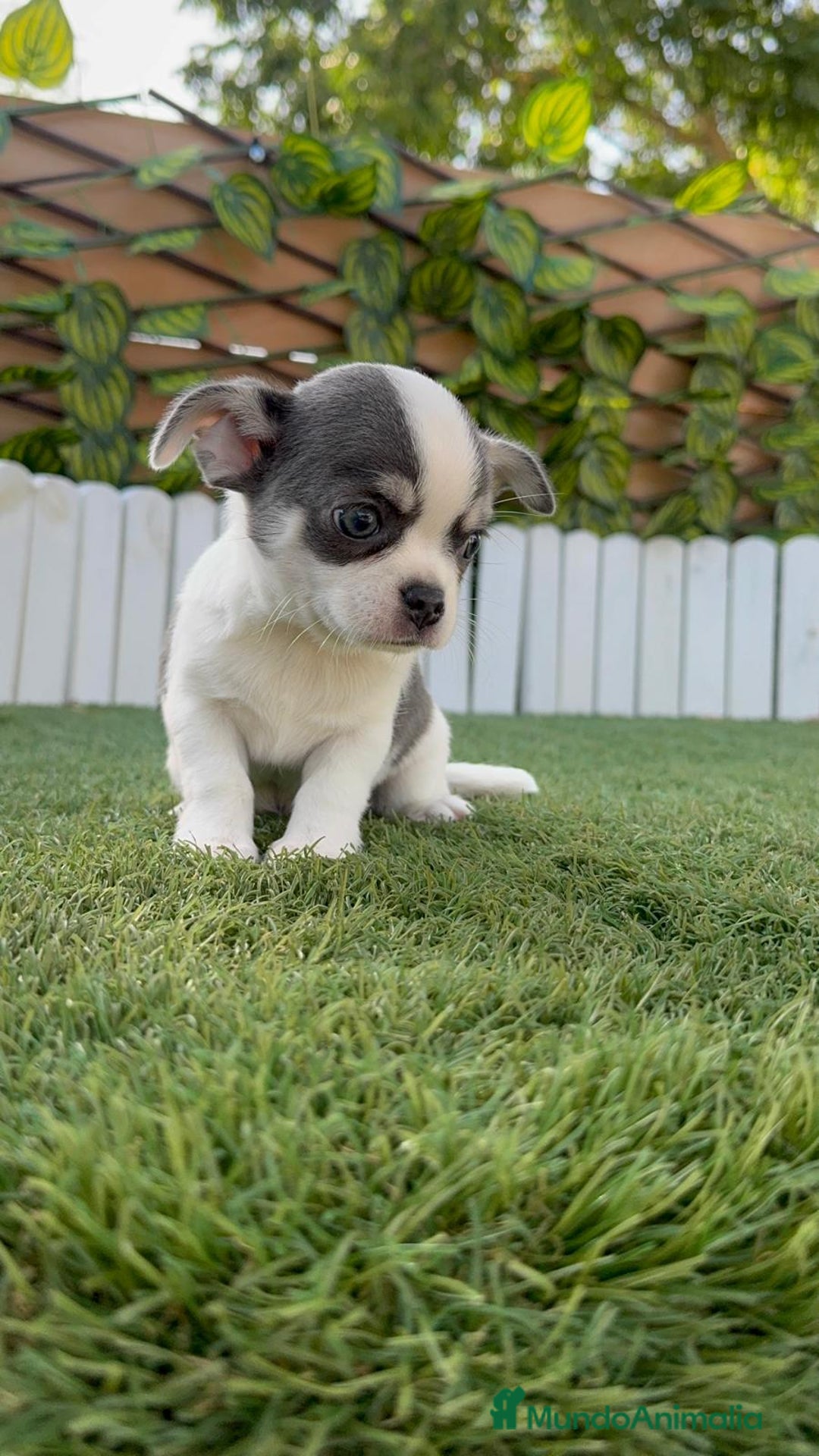 Chihuahua perros en venta: CHIHUAHUA MACHO DISPONIBLE - Imagen 10