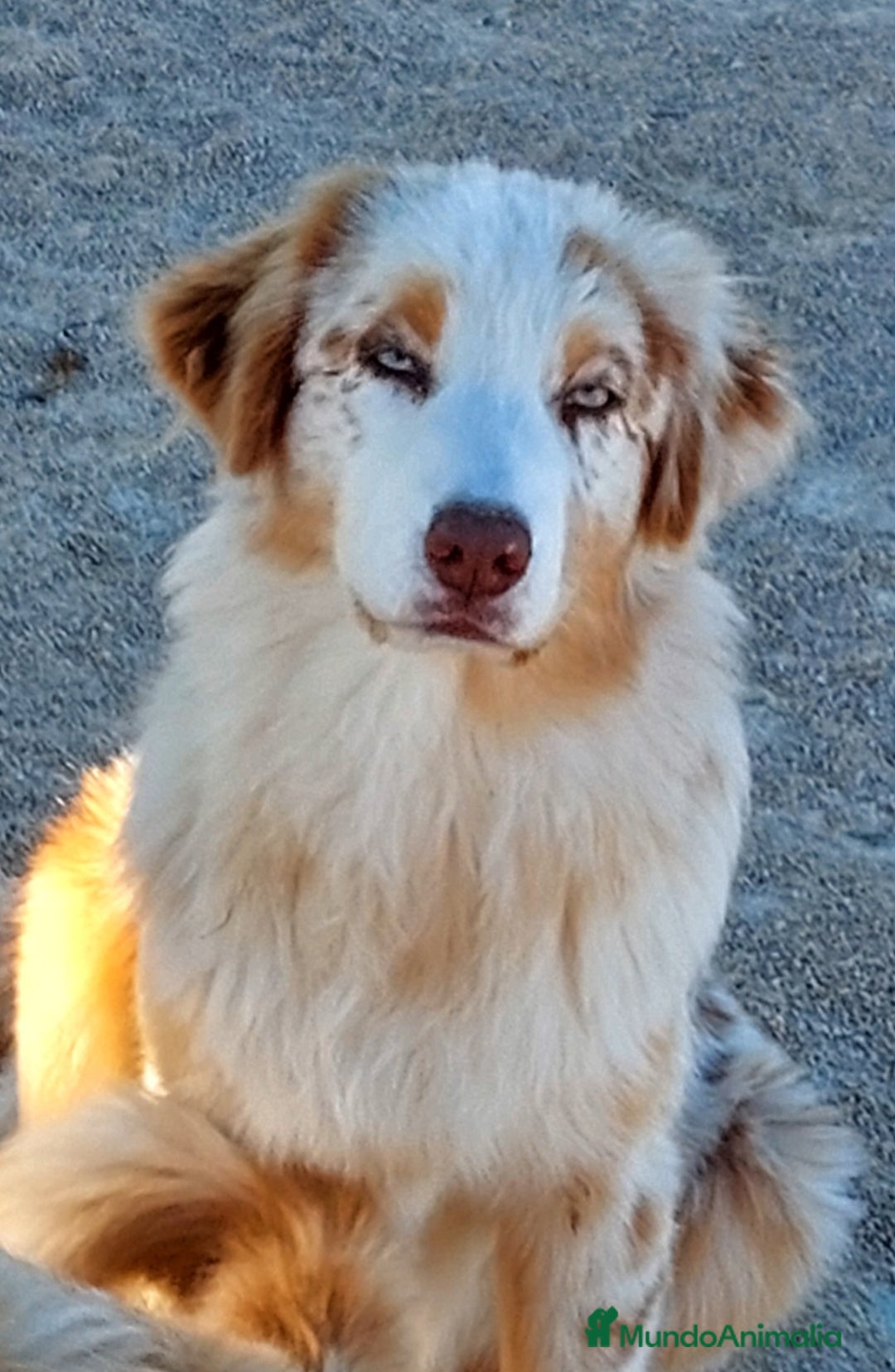 Pastor Australiano perros en adopcion: Hembra rojo merle - Anuncio 4