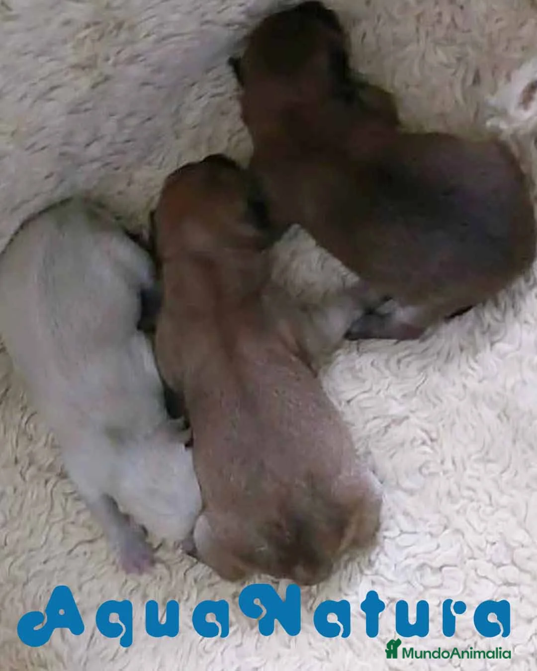 Shiba Inu perros en venta: Camada Shiba Inu de Melani - AQUANATURA en Barcelona - Anuncio 1