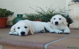 Golden Retriever perros en venta: Golden Retriever  - Imagen 3