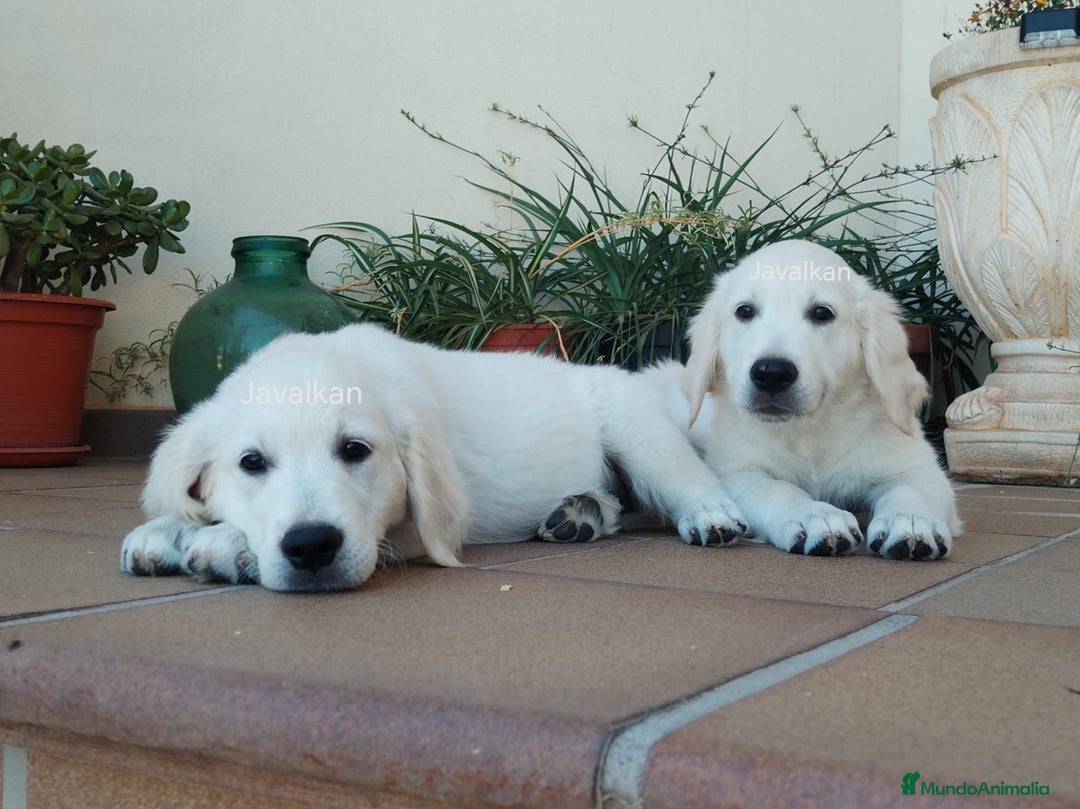 Golden Retriever perros en venta: Golden Retriever  - Imagen 3