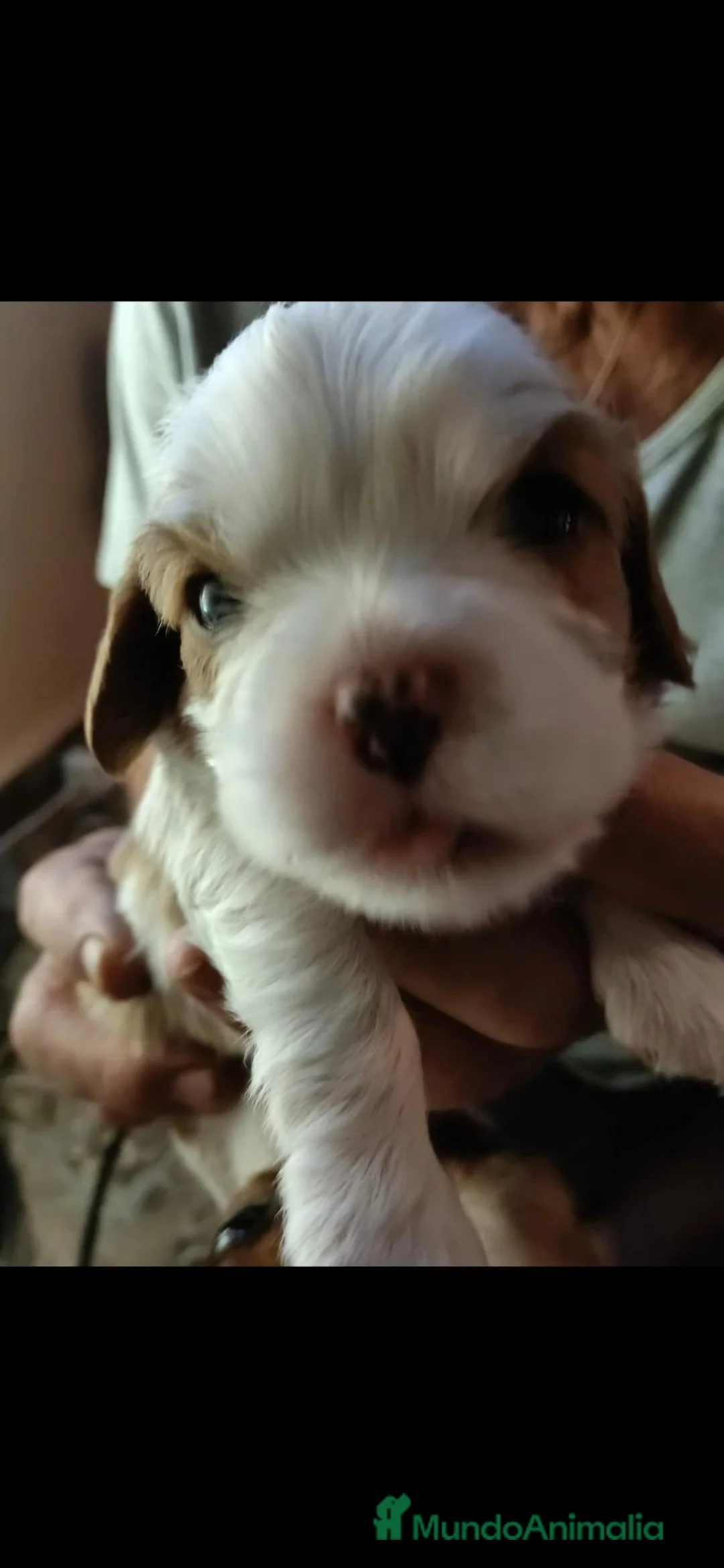 Cavalier King Charles Spaniel perros en venta: Cavalier King Charles Spaniel - Anuncio 5