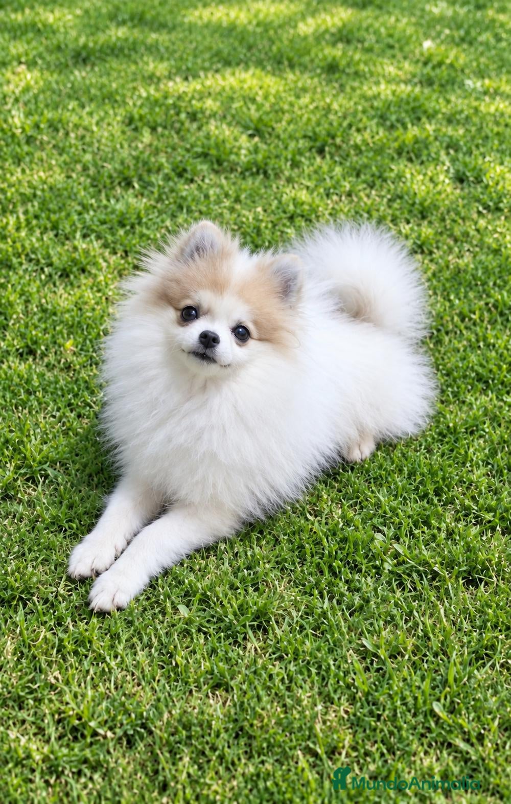 Pomerania perros POMERANIA HEMBRITA MUY CHIQUITINA *OFERTA ESPECIAL - Anuncio 2