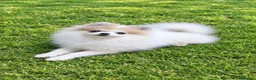 Pomerania perros en venta: POMERANIA HEMBRITA MUY CHIQUITINA *OFERTA ESPECIAL - Anuncio 1