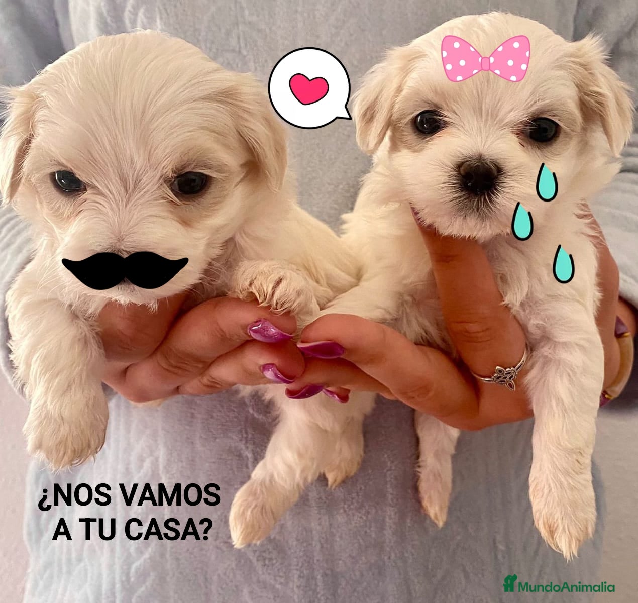 Maltipoo perros MALTIPOOS  - Anuncio 2