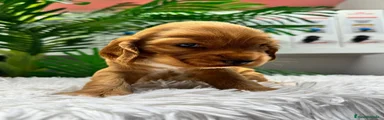 Cocker Spaniel Inglés 1