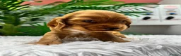 Cocker Spaniel Inglés perros en venta: COCKER HEMBRA  - Anuncio 7