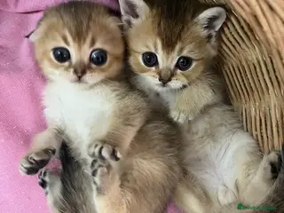 Munchkin gatos Munchkin gatitos - Anuncio 32