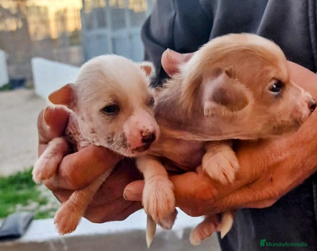 Perro Crestado Chino perros en venta: Crestado chino precio real - Anuncio 4