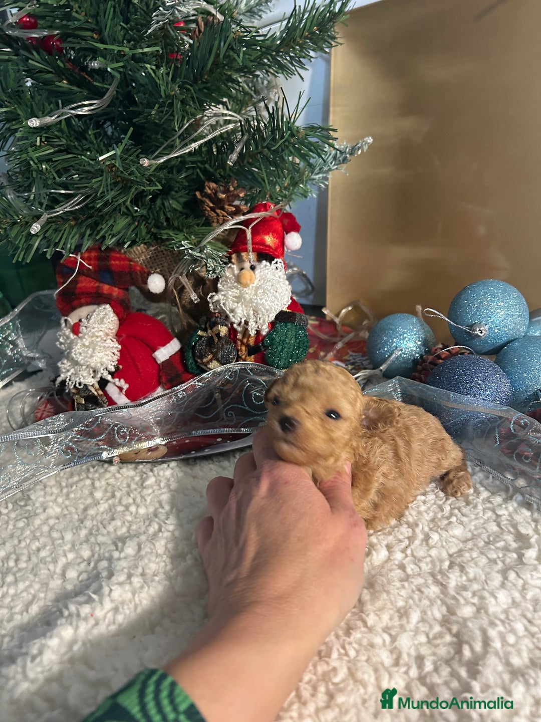 Caniche Toy perros en venta: Caniche toy - Anuncio 1