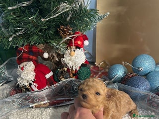 Caniche Toy perros Caniche toy - Anuncio 1