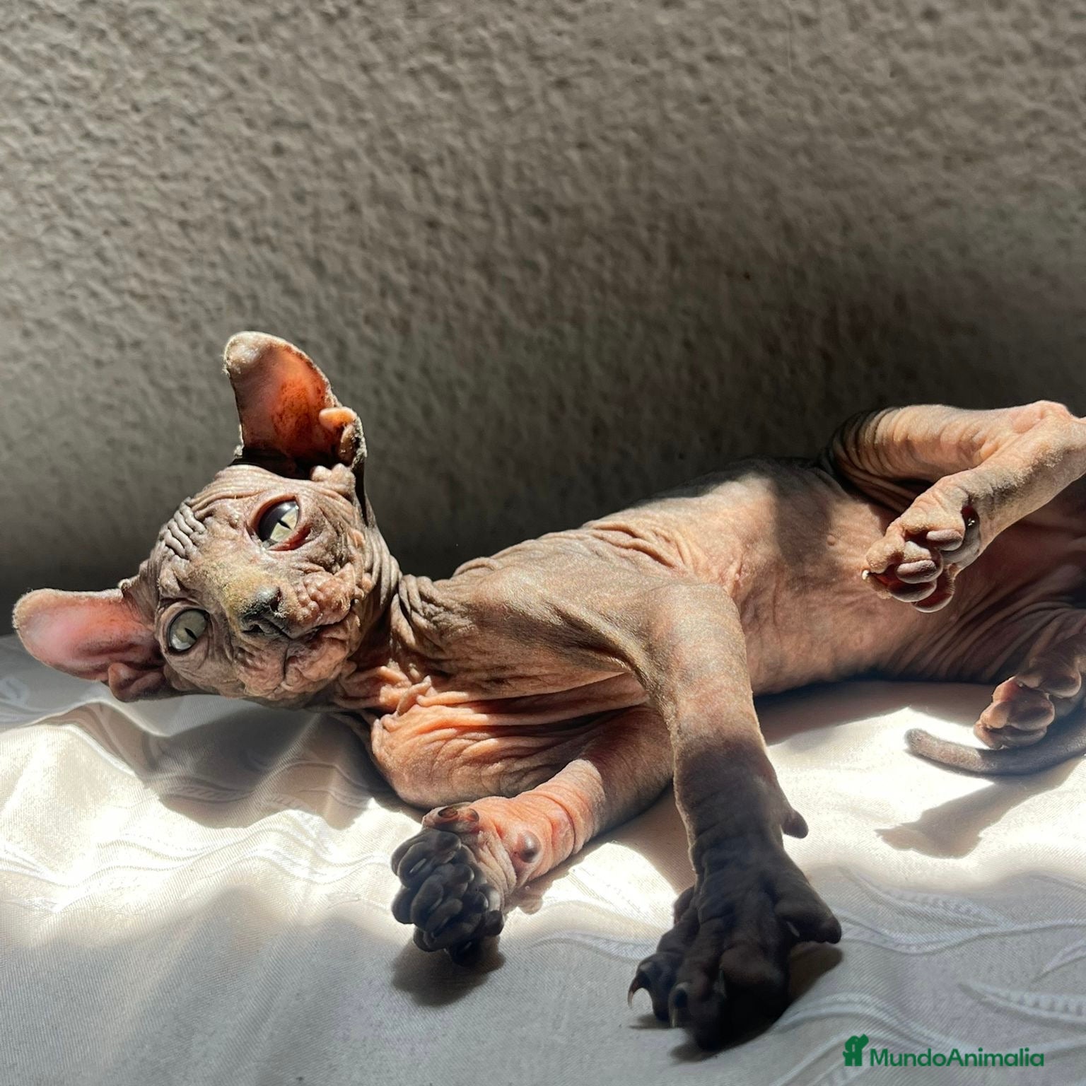 Sphynx gatos Elf 91 - Anuncio 1
