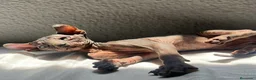 Sphynx gatos en venta: Elf 91 - Anuncio 1