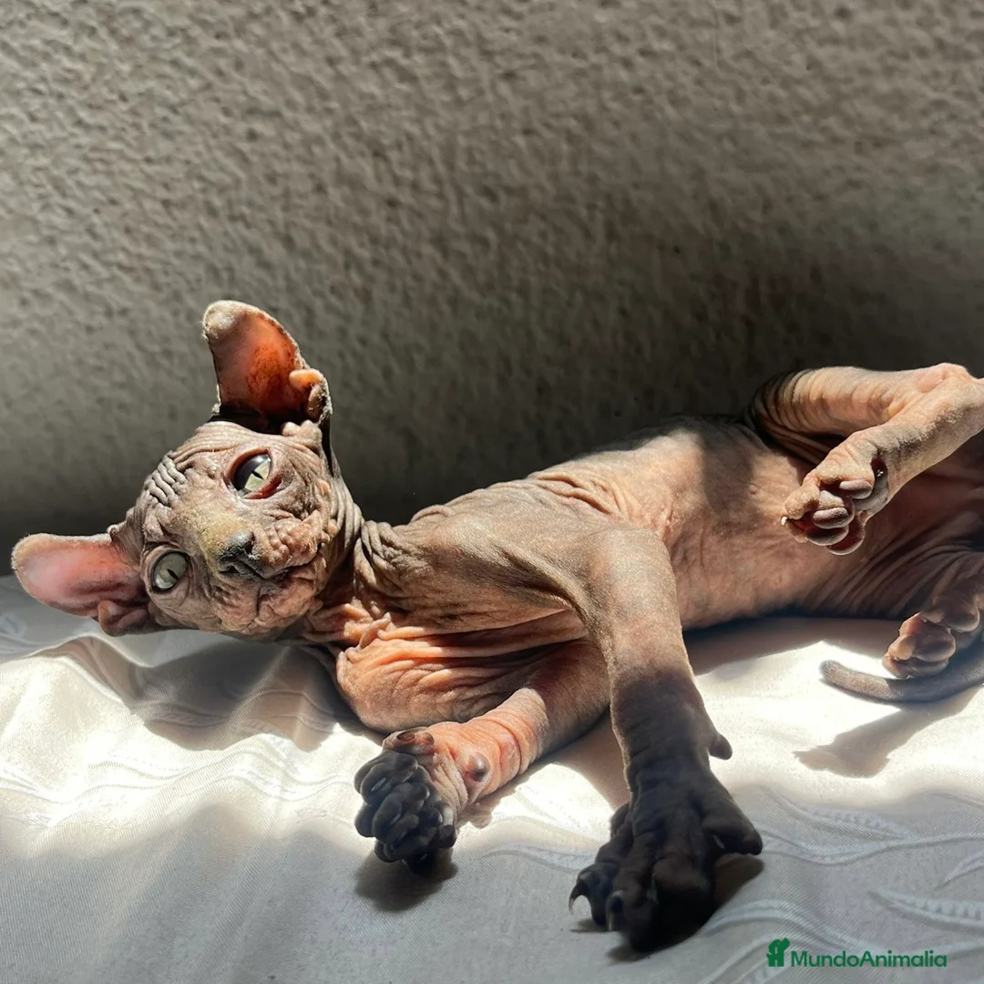 Sphynx gatos en venta: Elf 91 - Anuncio 1