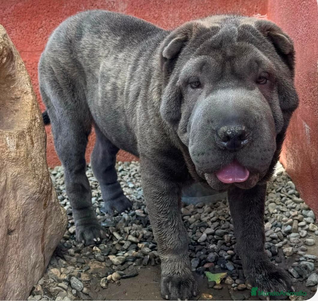 Shar Pei perros SHAR PEI AZUL ADOPCION - Anuncio 1