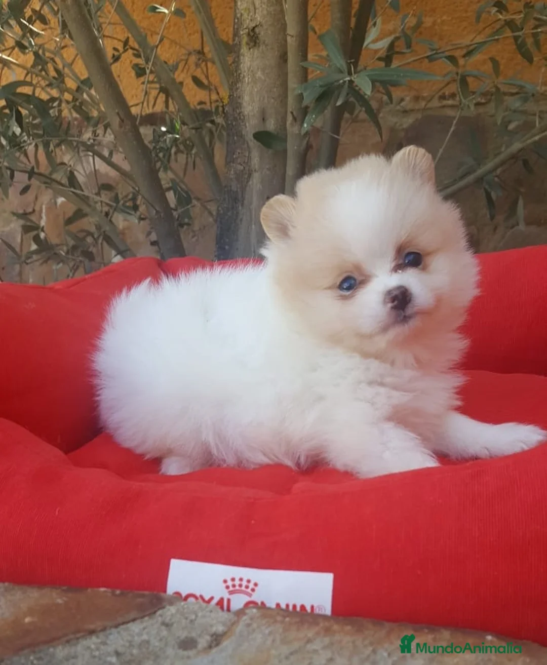 Pomerania perros en venta: Cachorros de Lulú de Pomerania en Barcelona - Anuncio 7